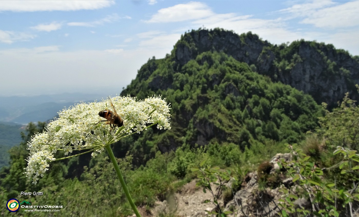 50 Ombrellifera con ape e vista in Filaressa.JPG